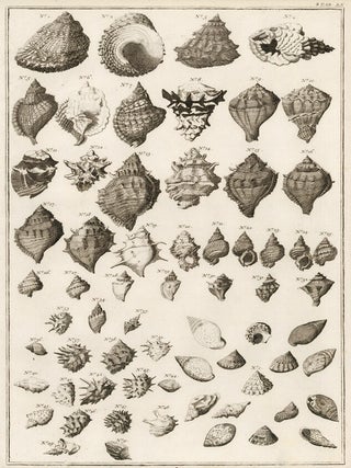 Item nr. 161458 Tom. 3. Tab. LX. Locupletissimi rerum naturalium thesauri accurata descriptio, et...