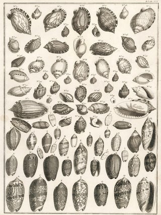Item nr. 161461 Tom. 3. Tab. LIII. Locupletissimi rerum naturalium thesauri accurata descriptio,...