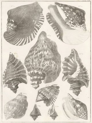 Item nr. 161463 Tom. 3. Tab. LXIII. Locupletissimi rerum naturalium thesauri accurata descriptio,...