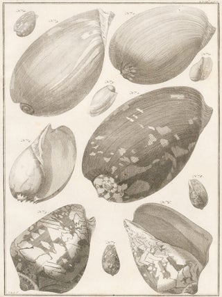 Item nr. 161464 Tom. 3. Tab. LXIV. Locupletissimi rerum naturalium thesauri accurata descriptio,...