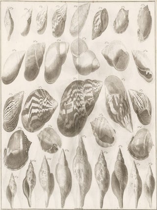 Item nr. 161465 Tom. 3. Tab. LXXI. Locupletissimi rerum naturalium thesauri accurata descriptio,...