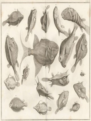 Item nr. 161467 Tom. 3. Tab. XXIV. Locupletissimi rerum naturalium thesauri accurata descriptio,...