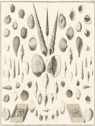 Item nr. 161469 Tom. 4. Tab. CVI. Locupletissimi rerum naturalium thesauri accurata descriptio,...