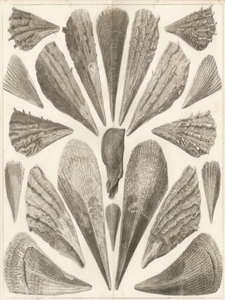 Item nr. 161471 Tom. 3. Tab. XCII. Locupletissimi rerum naturalium thesauri accurata descriptio,...
