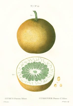 Item nr. 161567 Citronier Pomme d'Adam [Adam's apple or Paradise apple]. Traite des Arbres et des...