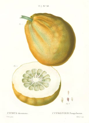 Item nr. 161569 Citronier Pompelmous [Pomelo]. Traite des Arbres et des Arbustes. Pierre Joseph...