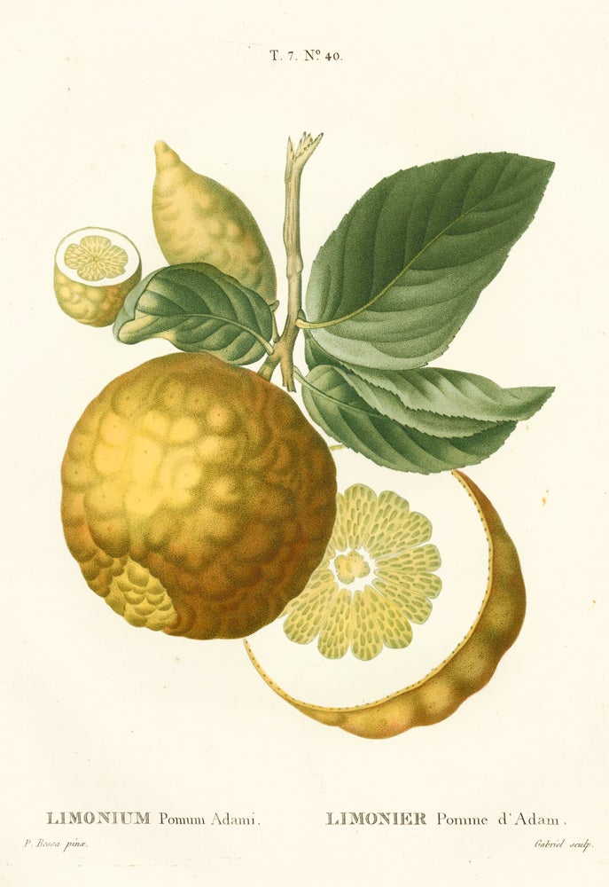 Item nr. 161570 Limonier Pomme d'Adam [Adam's apple or Paradise apple]. Traite des Arbres et des Arbustes. Pierre Joseph Redoute, Panrace Bessa.