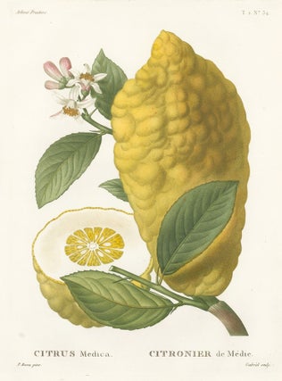 Item nr. 161571 Citronier de Medie [Citron]. Traite des Arbres et des Arbustes. Pierre Joseph...