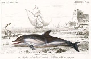 Item nr. 161580 Dauphin ordinaire [Dolphin]. Dictionnaire Universel d'Histoire Naturelle. Charles...