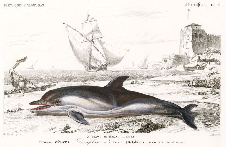 Item nr. 161580 Dauphin ordinaire [Dolphin]. Dictionnaire Universel d'Histoire Naturelle. Charles D'Orbigny.