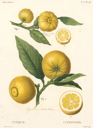Item nr. 161592 Citronier [Citrus]. Traite des Arbres et des Arbustes. Pierre Joseph Redoute,...