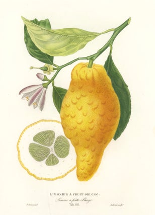 Item nr. 161593 Tab. 88. Limonier a fruit oblong. Histoire Naturelle des Orangers. Pierre-Antoine...
