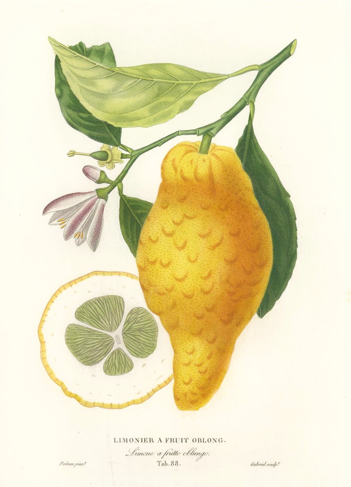 Item nr. 161593 Tab. 88. Limonier a fruit oblong. Histoire Naturelle des Orangers. Pierre-Antoine Poiteau.