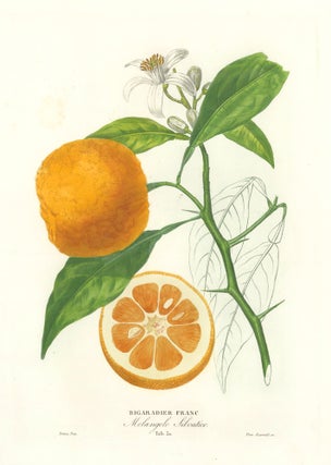 Item nr. 161594 Tab. 30. Bigaradier Franc [Bitter orange or bigarade orange]. Histoire Naturelle...