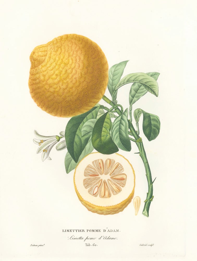 Item nr. 161595 Tab. 60. Limettier Pomme d'Adam [Citrus limetta variety]. Histoire Naturelle des Orangers. Pierre-Antoine Poiteau.