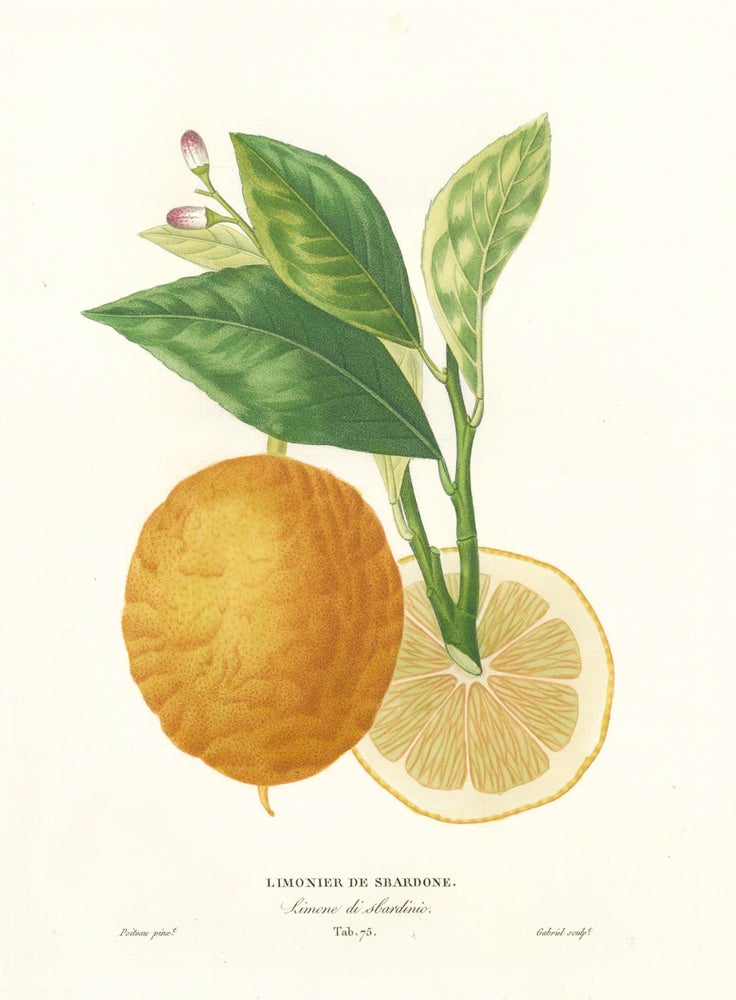 Item nr. 161596 Tab. 75. Limonier de Sbardone [Italian lemon variety]. Histoire Naturelle des Orangers. Pierre-Antoine Poiteau.