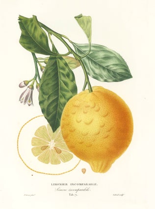 Item nr. 161597 Tab. 71. Limonier incomparable [lemon variety]. Histoire Naturelle des Orangers....