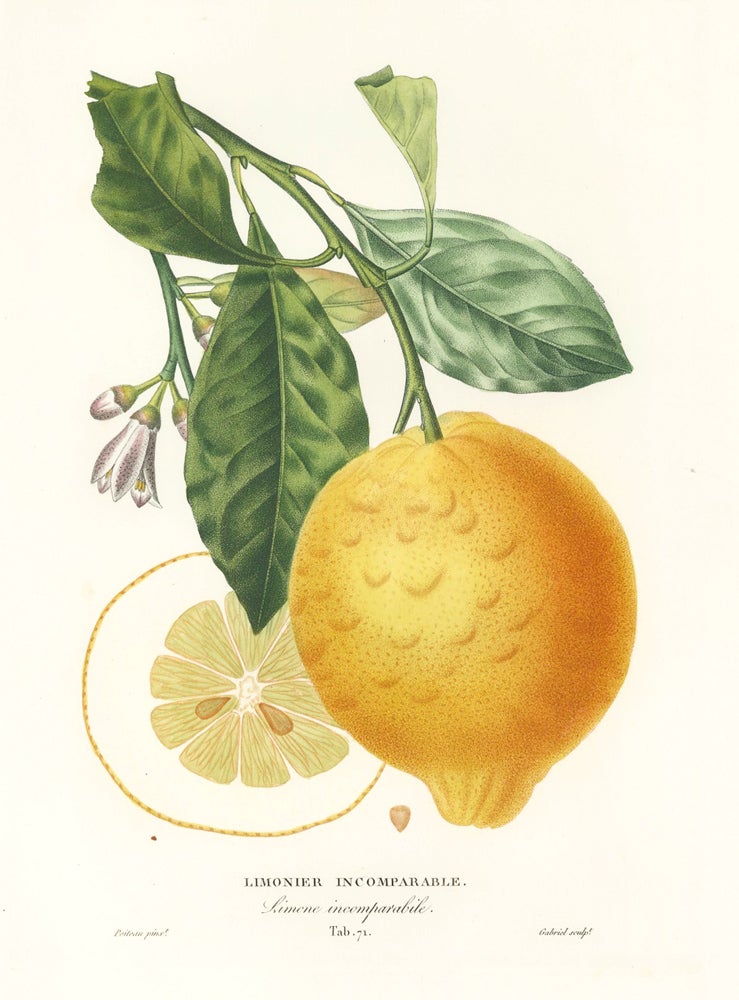 Item nr. 161597 Tab. 71. Limonier incomparable [lemon variety]. Histoire Naturelle des Orangers. Pierre-Antoine Poiteau.