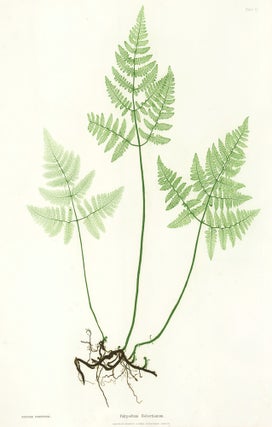 Item nr. 161599 Polypodium Robertianum. Thomas Moore