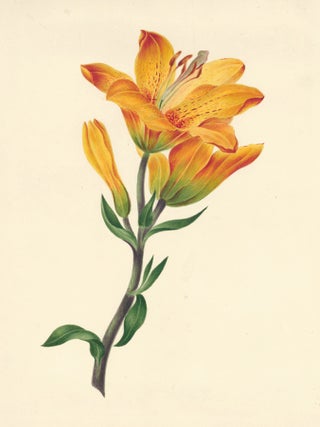 Item nr. 161626 Yellow Lily. English School