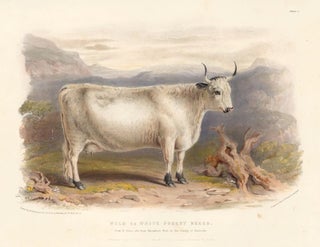 Item nr. 161638 Wild or White Forest Breed. The Breeds of the Domestic Animals of the British...