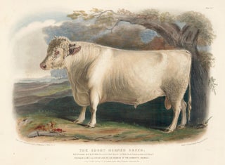Item nr. 161639 The Short-Horned Breed. The Breeds of the Domestic Animals of the British...
