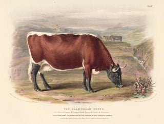 Item nr. 161640 The Glamorgan Breed. The Breeds of the Domestic Animals of the British Islands....