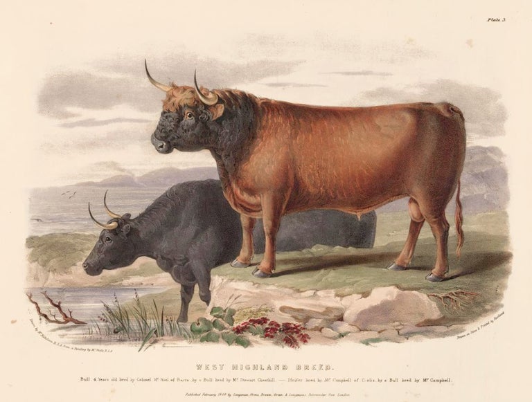 Item nr. 161641 The West Highland Breed. The Breeds of the Domestic Animals of the British Islands. David Low, W. Nicholson.