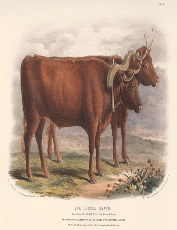 Item nr. 161642 The Sussex Breed. The Breeds of the Domestic Animals of the British Islands. David Low, W. Nicholson.