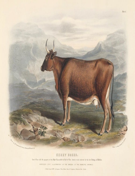Item nr. 161643 The Kerry Breed. The Breeds of the Domestic Animals of the British Islands. David Low, W. Nicholson.