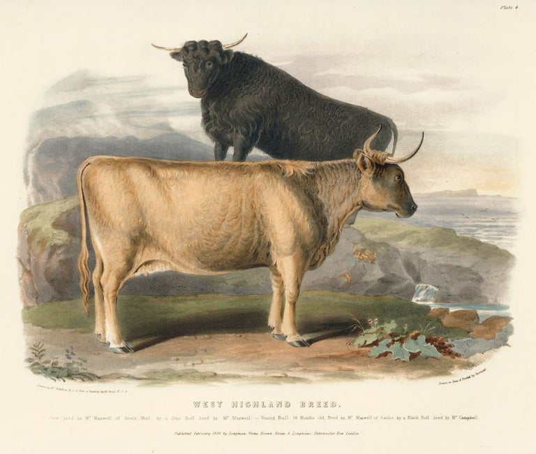 Item nr. 161644 West Highland Breed. The Breeds of the Domestic Animals of the British Islands. David Low, W. Nicholson.