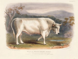 Item nr. 161645 Wild or White Forest Breed. The Breeds of the Domestic Animals of the British...