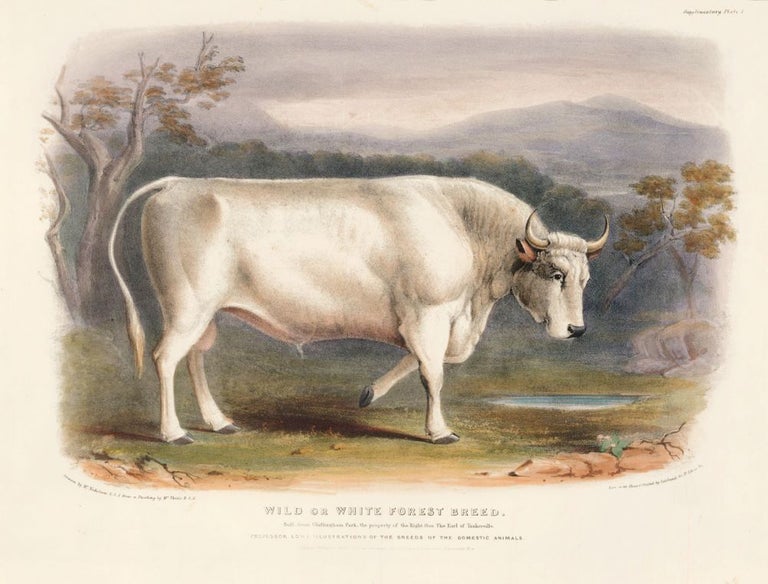 Item nr. 161645 Wild or White Forest Breed. The Breeds of the Domestic Animals of the British Islands. David Low, W. Nicholson.