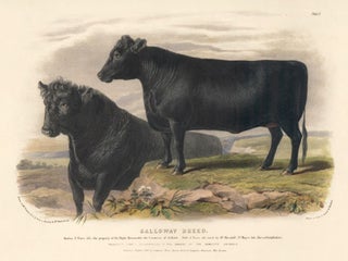 Item nr. 161646 Galloway Breed. The Domestic Animals of the British Islands. David Low, W. Nicholson