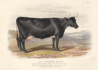 Item nr. 161647 The Fifeshire Breed. The Domestic Animals of the British Islands. David Low, W....