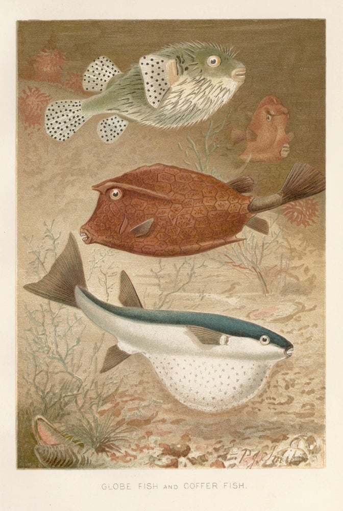 Item nr. 161658 Globe Fish and Coffer Fish. The Royal Natural History. Richard Lydekker.