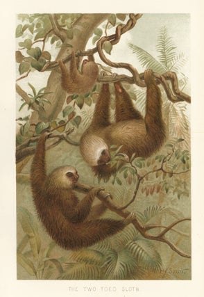 Item nr. 161659 The Two Toed Sloth. The Royal Natural History. Richard Lydekker
