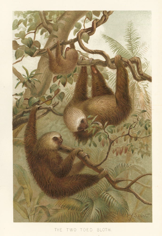 Item nr. 161659 The Two Toed Sloth. The Royal Natural History. Richard Lydekker.