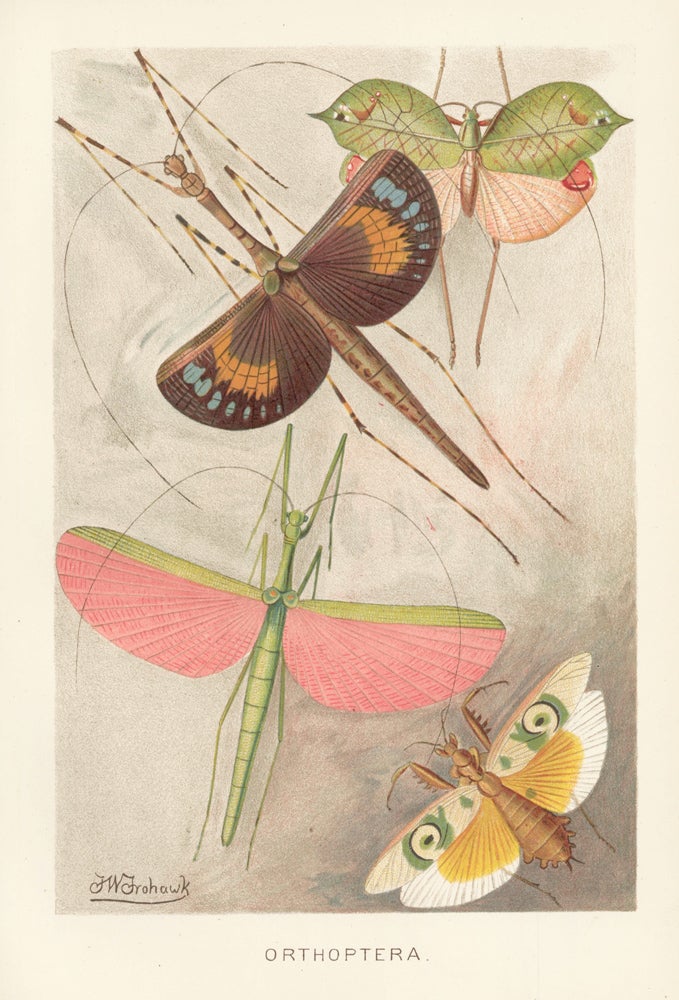 Item nr. 161660 Orthoptera. The Royal Natural History. Richard Lydekker.