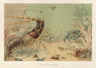 Item nr. 161661 Crustaceans. The Royal Natural History. Richard Lydekker