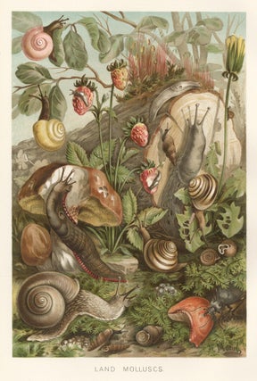 Item nr. 161662 Land Molluscs. The Royal Natural History. Richard Lydekker