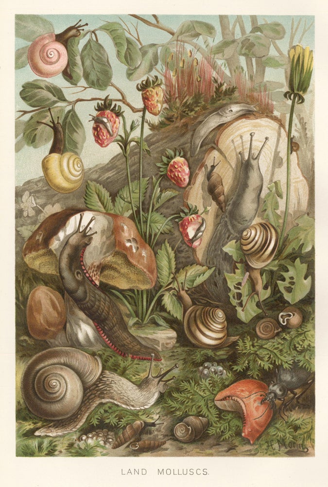 Item nr. 161662 Land Molluscs. The Royal Natural History. Richard Lydekker.