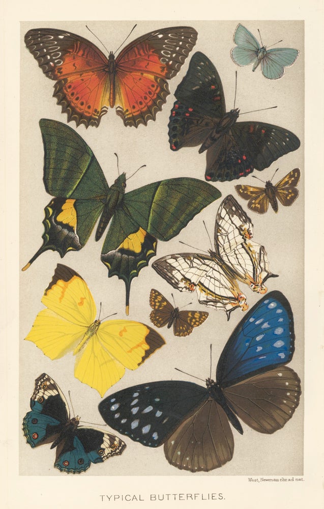 Item nr. 161663 Typical Butterflies. The Royal Natural History. Richard Lydekker.