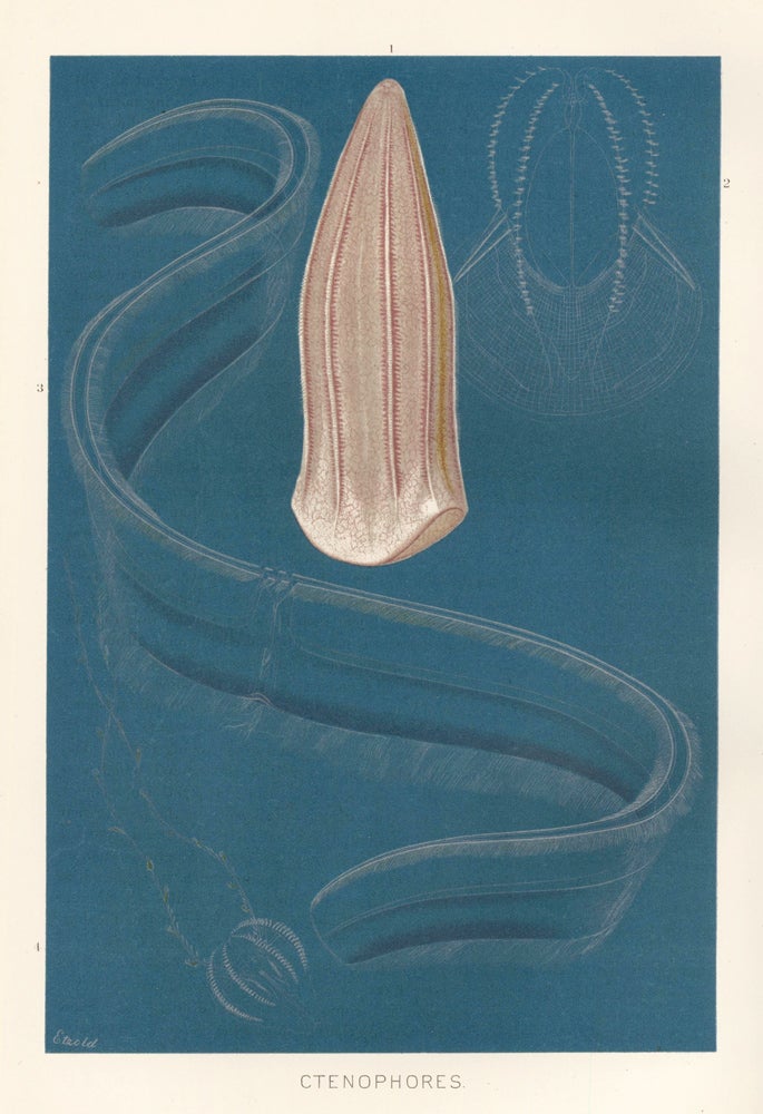 Item nr. 161664 Ctenophores. The Royal Natural History. Richard Lydekker.
