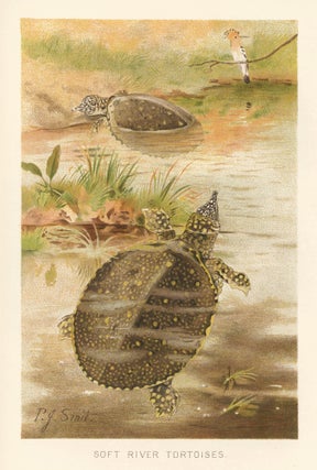 Item nr. 161666 Soft River Tortoises. The Royal Natural History. Richard Lydekker