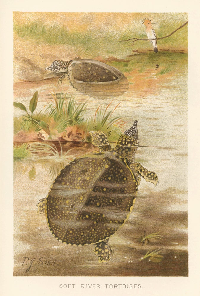 Item nr. 161666 Soft River Tortoises. The Royal Natural History. Richard Lydekker.