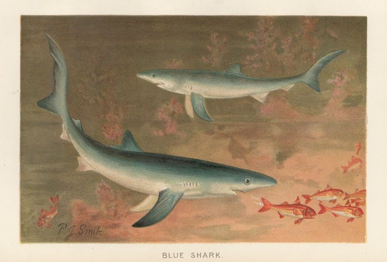 Item nr. 161670 Blue Shark. The Royal Natural History. Richard Lydekker.