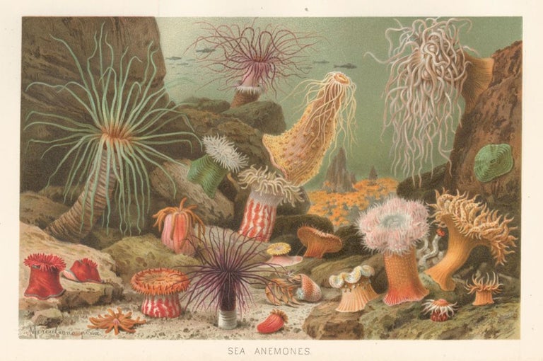 Item nr. 161672 Sea Anemones. The Royal Natural History. Richard Lydekker.