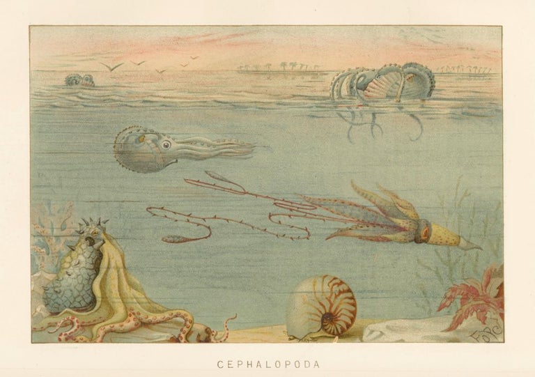 Item nr. 161673 Cephalopoda. The Royal Natural History. Richard Lydekker.