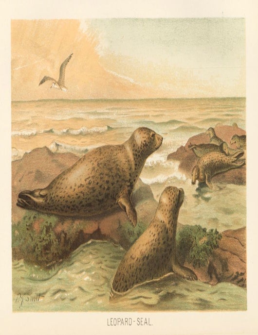 Item nr. 161674 Leopard-Seal. The Royal Natural History. Richard Lydekker.